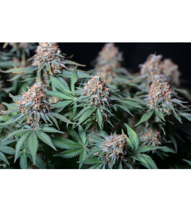 🪴 Moby Dick | Feminisierte Hanfsamen | Jetzt shoppen auf Seedstockers.de 🐿️