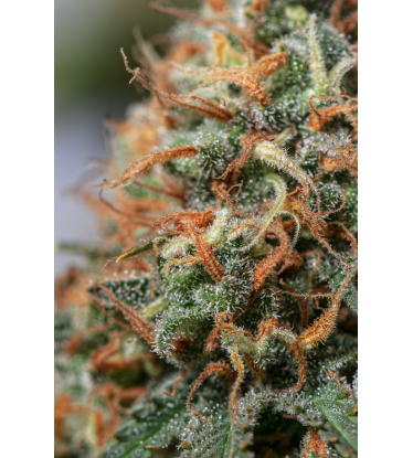 🪴 Moby Dick | Feminisierte Hanfsamen | Jetzt shoppen auf Seedstockers.de 🐿️