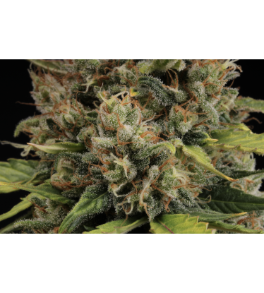 🪴 CBD Critical XXL© | Automatic Hanfsamen | Jetzt shoppen auf Seedstockers.de 🐿️