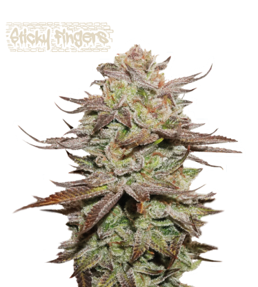 🪴 Sticky Fingers© | Automatic Hanfsamen | Jetzt shoppen auf Seedstockers.de 🐿️