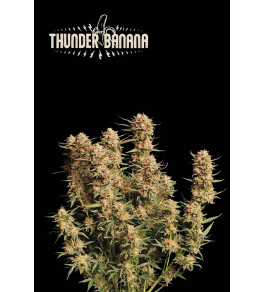 🪴 Thunder Banana© | Automatic Hanfsamen | Jetzt shoppen auf Seedstockers.de 🐿️