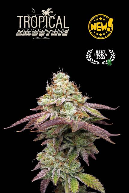 Cannabis-Samen - Marihuana-Samen vom Bud- Champion des Vereinigten  Königreichs