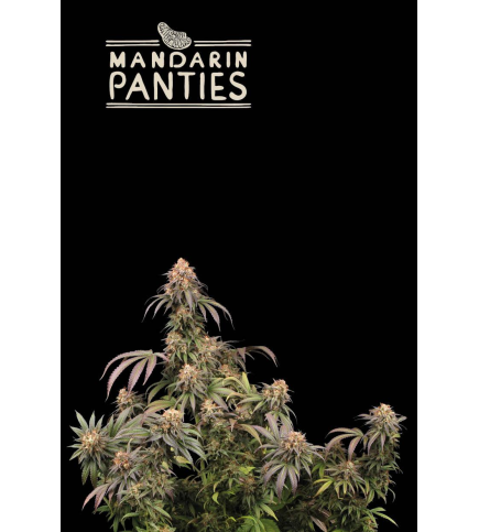 Mandarin Panties© Feminisiert