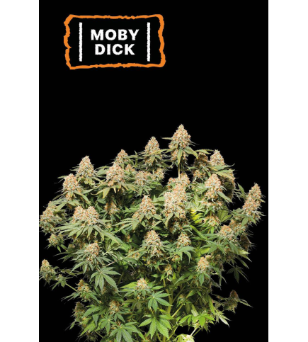 Moby Dick Fem