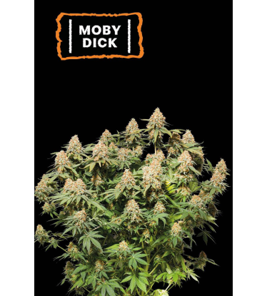🪴 Moby Dick | Feminisierte Hanfsamen | Jetzt shoppen auf Seedstockers.de 🐿️