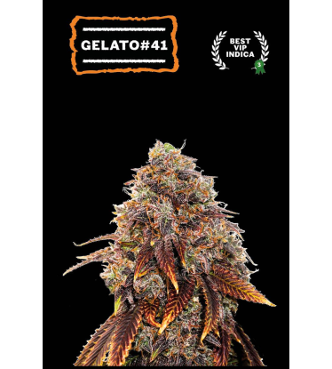 🪴 Gelato 41 | Feminisierte Hanfsamen | Jetzt shoppen auf Seedstockers.de 🐿️