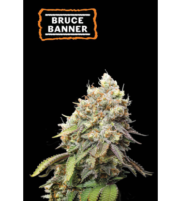 🪴 Bruce Banner | Feminisierte Hanfsamen | Jetzt shoppen auf Seedstockers.de 🐿️