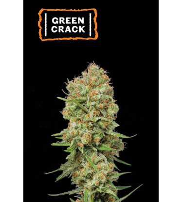 🪴 Green Crack | Feminisierte Hanfsamen | Jetzt shoppen auf Seedstockers.de 🐿️