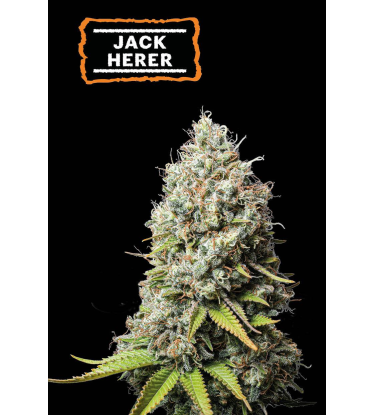 🪴 Jack Herer | Feminisierte Hanfsamen | Jetzt shoppen auf Seedstockers.de 🐿️