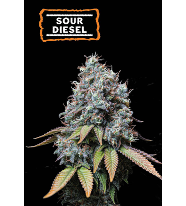 🪴 Sour Diesel | Feminisierte Hanfsamen | Jetzt shoppen auf Seedstockers.de 🐿️