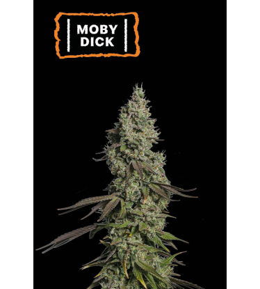 🪴 Moby Dick | Automatic Hanfsamen | Jetzt shoppen auf Seedstockers.de 🐿️