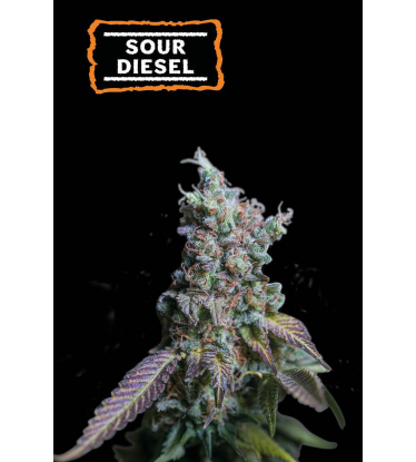 🪴 Sour Diesel | Automatic Hanfsamen | Jetzt shoppen auf Seedstockers.de 🐿️