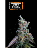 🪴 Sour Diesel | Automatic Hanfsamen | Jetzt shoppen auf Seedstockers.de 🐿️