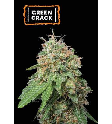 🪴 Green Crack | Automatic Hanfsamen | Jetzt shoppen auf Seedstockers.de 🐿️