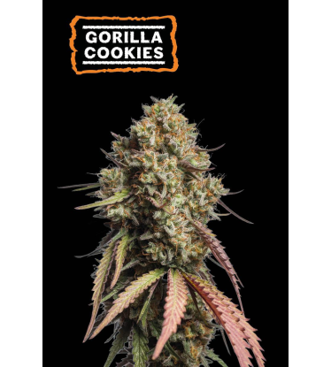 🪴 Gorilla Cookies | Automatic Hanfsamen | Jetzt shoppen auf Seedstockers.de 🐿️