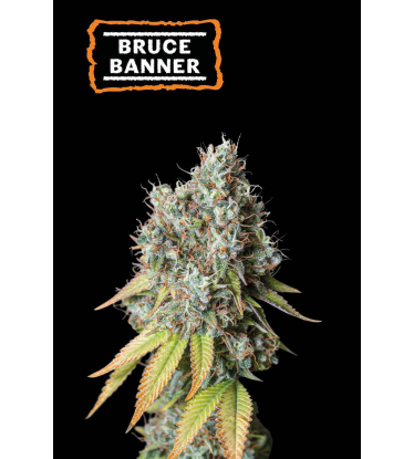🪴 Bruce Banner | Automatic Hanfsamen | Jetzt shoppen auf Seedstockers.de 🐿️