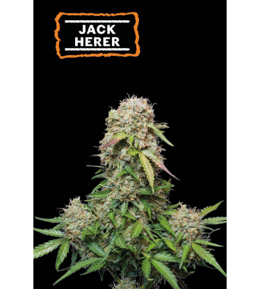🪴 Jack Herer | Automatic Hanfsamen | Jetzt shoppen auf Seedstockers.de 🐿️