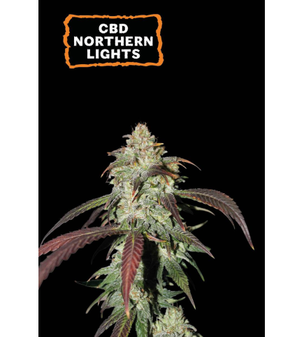 CBD Northern Lights Fem