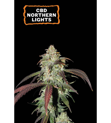 🪴 CBD Northern Lights | Feminisierte Hanfsamen | Jetzt shoppen auf Seedstockers.de 🐿️
