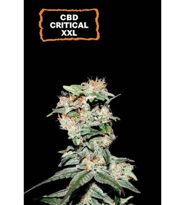 🪴 CBD Critical XXL© | Automatic Hanfsamen | Jetzt shoppen auf Seedstockers.de 🐿️