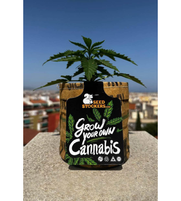 🌱 Grow Kit | Starterset für den Eigenanbau | Shop bei Seedstockers.de 🐿️