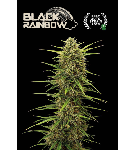 Black Rainbow© Autoflower