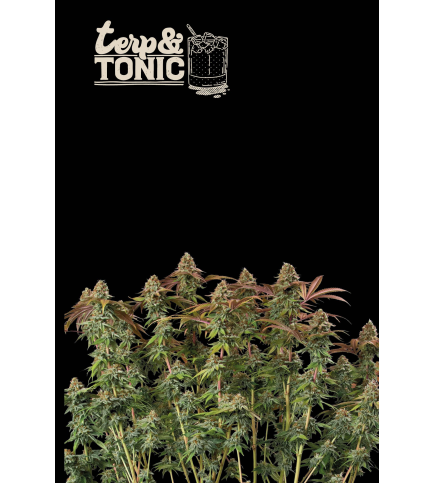 Terp & Tonic© Auto