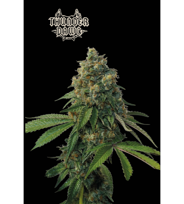 🪴 Thunder Dawg© | Reguläre Hanfsamen | Jetzt shoppen auf Seedstockers.de 🐿️