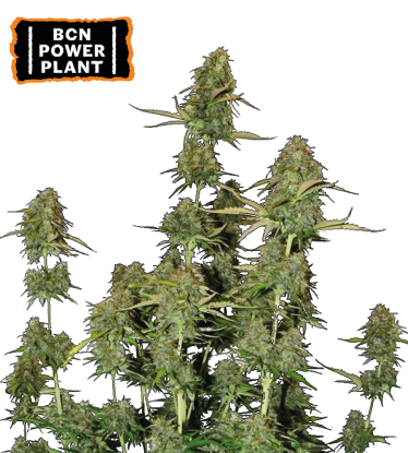 🪴 BCN Power Plant© | Automatic Hanfsamen | Jetzt shoppen auf Seedstockers.de 🐿️