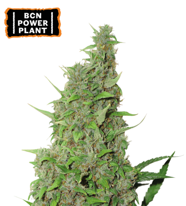 🪴 BCN Power Plant© | Feminisierte Hanfsamen | Jetzt shoppen auf Seedstockers.de 🐿️