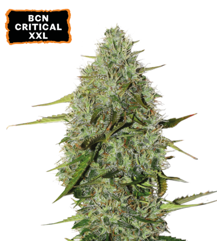 BCN Critical XXL© Auto