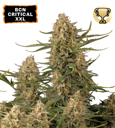 🪴 BCN Critical XXL© | Feminisierte Hanfsamen | Jetzt shoppen auf Seedstockers.de 🐿️