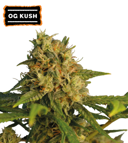 O.G Kush Fem