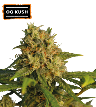🪴 OG Kush | Feminisierte Hanfsamen | Jetzt shoppen auf Seedstockers.de 🐿️