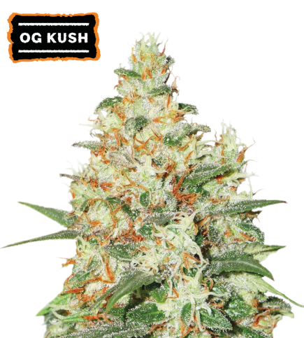 O.G Kush Auto