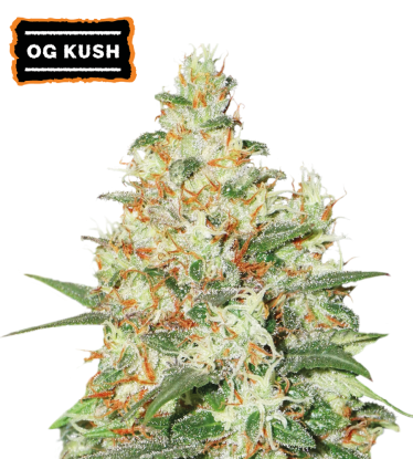 🪴 OG Kush | Automatic Hanfsamen | Jetzt shoppen auf Seedstockers.de 🐿️