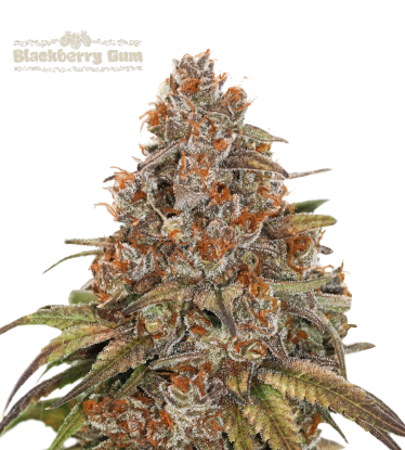 🪴 Blackberry Gum© | Automatic Hanfsamen | Jetzt shoppen auf Seedstockers.de 🐿️