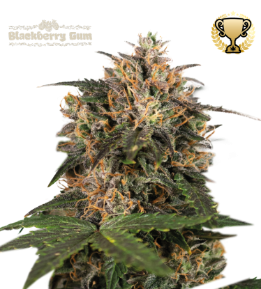 🪴 Blackberry Gum© | Feminisierte Hanfsamen | Jetzt shoppen auf Seedstockers.de 🐿️