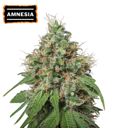 🪴 Amnesia Haze | Feminisierte Hanfsamen | Jetzt shoppen auf Seedstockers.de 🐿️