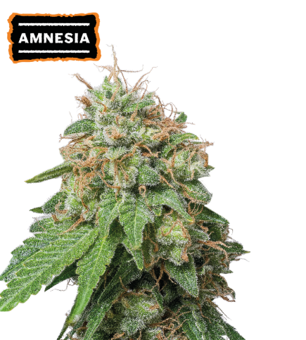 Amnesia Auto