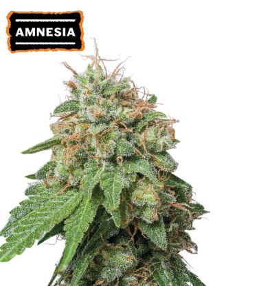 🪴 Amnesia Haze | Automatic Hanfsamen | Jetzt shoppen auf Seedstockers.de 🐿️