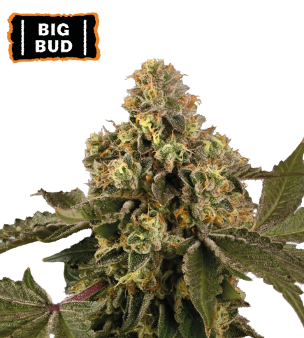 Big Bud Auto