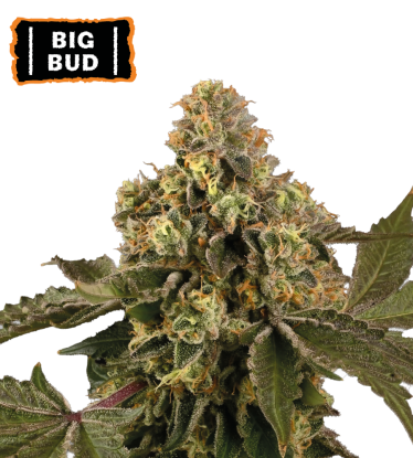 🪴 Big Bud | Automatic Hanfsamen | Jetzt shoppen auf Seedstockers.de 🐿️