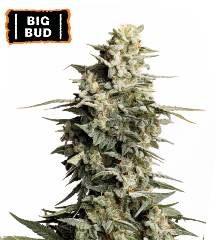 Big Bud Fem