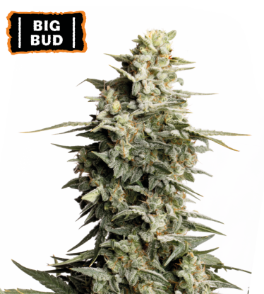🪴 Big Bud | Feminisierte Hanfsamen | Jetzt shoppen auf Seedstockers.de 🐿️