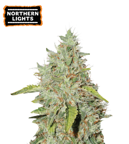 Northern Lights Fem