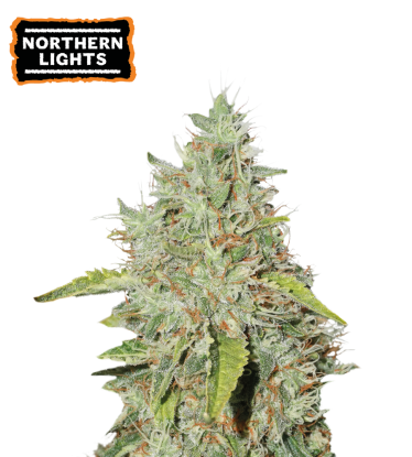 🪴 Northern Lights | Feminisierte Hanfsamen | Jetzt shoppen auf Seedstockers.de 🐿️