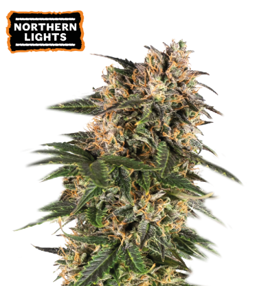 🪴 Northern Lights | Automatic Hanfsamen | Jetzt shoppen auf Seedstockers.de 🐿️