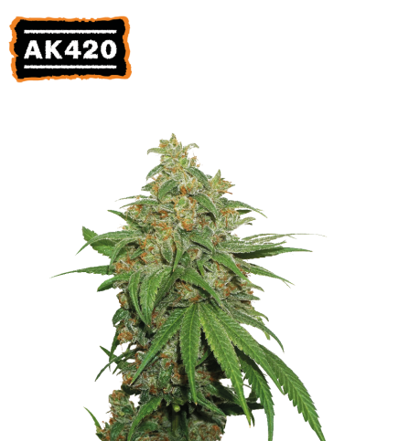 AK420© Auto