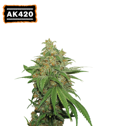 AK420 Automatic Hanfsamen